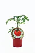 Tomate antiguo en maceta, cultivo ecológico y orgánico, semilla certificada, huerto sostenible, producto natural y saludable, ideal para agricultura ecológica, cultivo en casa.