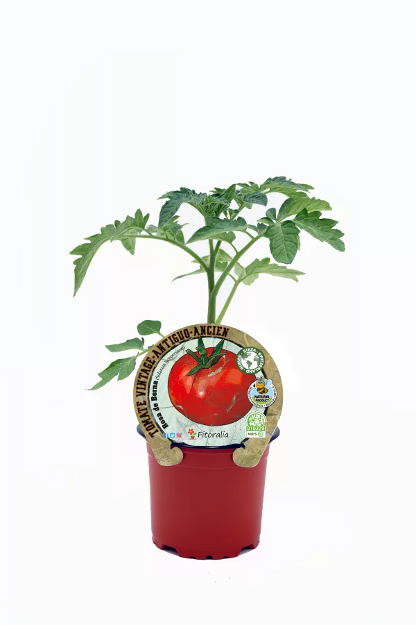 Tomate antiguo en maceta, cultivo ecológico y orgánico, semilla certificada, huerto sostenible, producto natural y saludable, ideal para agricultura ecológica, cultivo en casa.