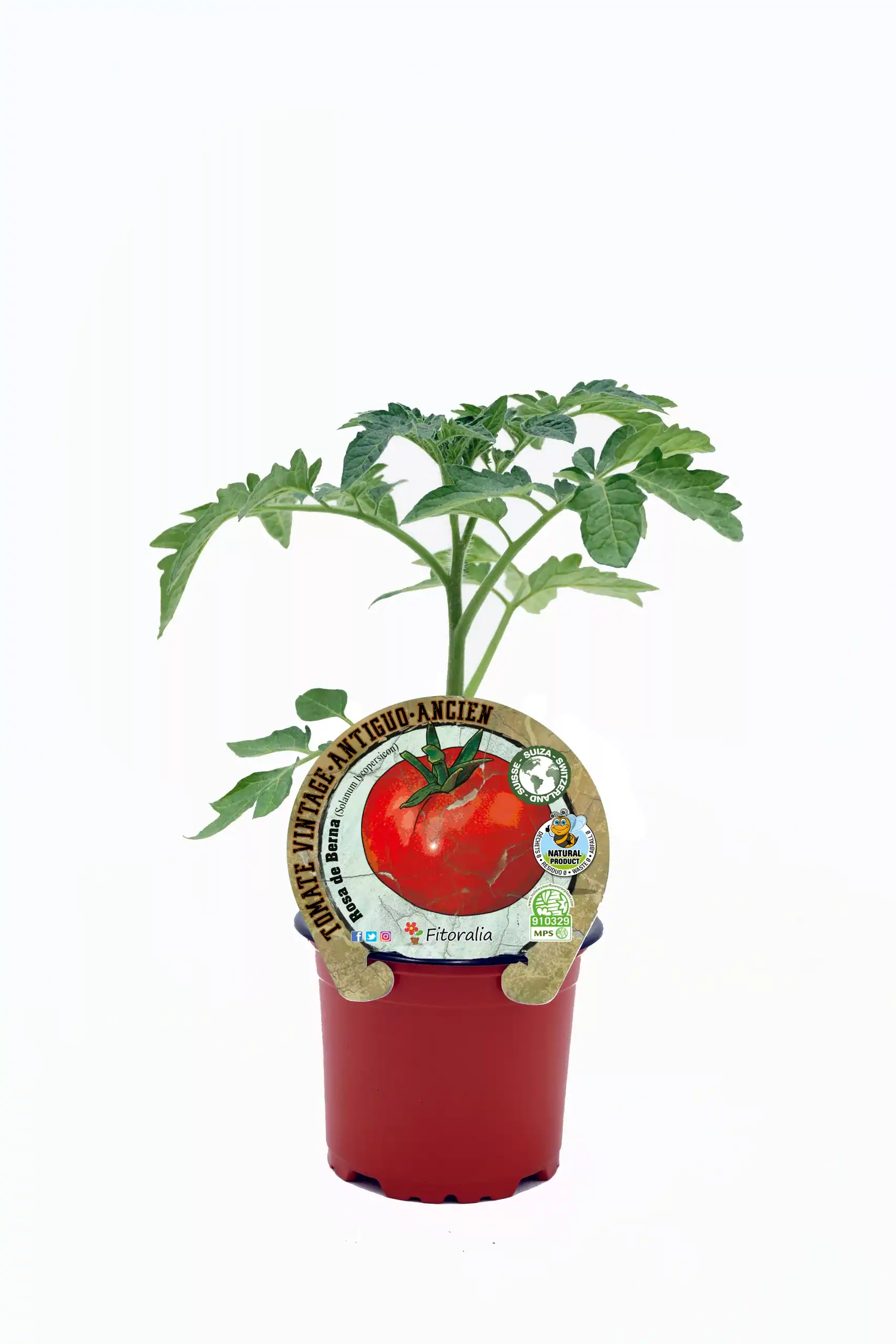 Tomate antiguo en maceta, cultivo ecológico y orgánico, semilla certificada, huerto sostenible, producto natural y saludable, ideal para agricultura ecológica, cultivo en casa.