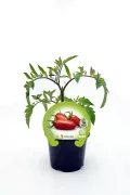 Tomate en maceta, cultivo de tomates ecológicos y orgánicos de alta calidad, ideal para huertos urbanos y caseros. Certificado eco, sin pesticidas ni químicos, promoviendo agricultura sostenible y saludable.