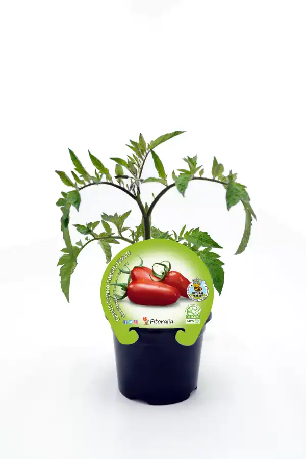 Tomate en maceta, cultivo de tomates ecológicos y orgánicos de alta calidad, ideal para huertos urbanos y caseros. Certificado eco, sin pesticidas ni químicos, promoviendo agricultura sostenible y saludable.