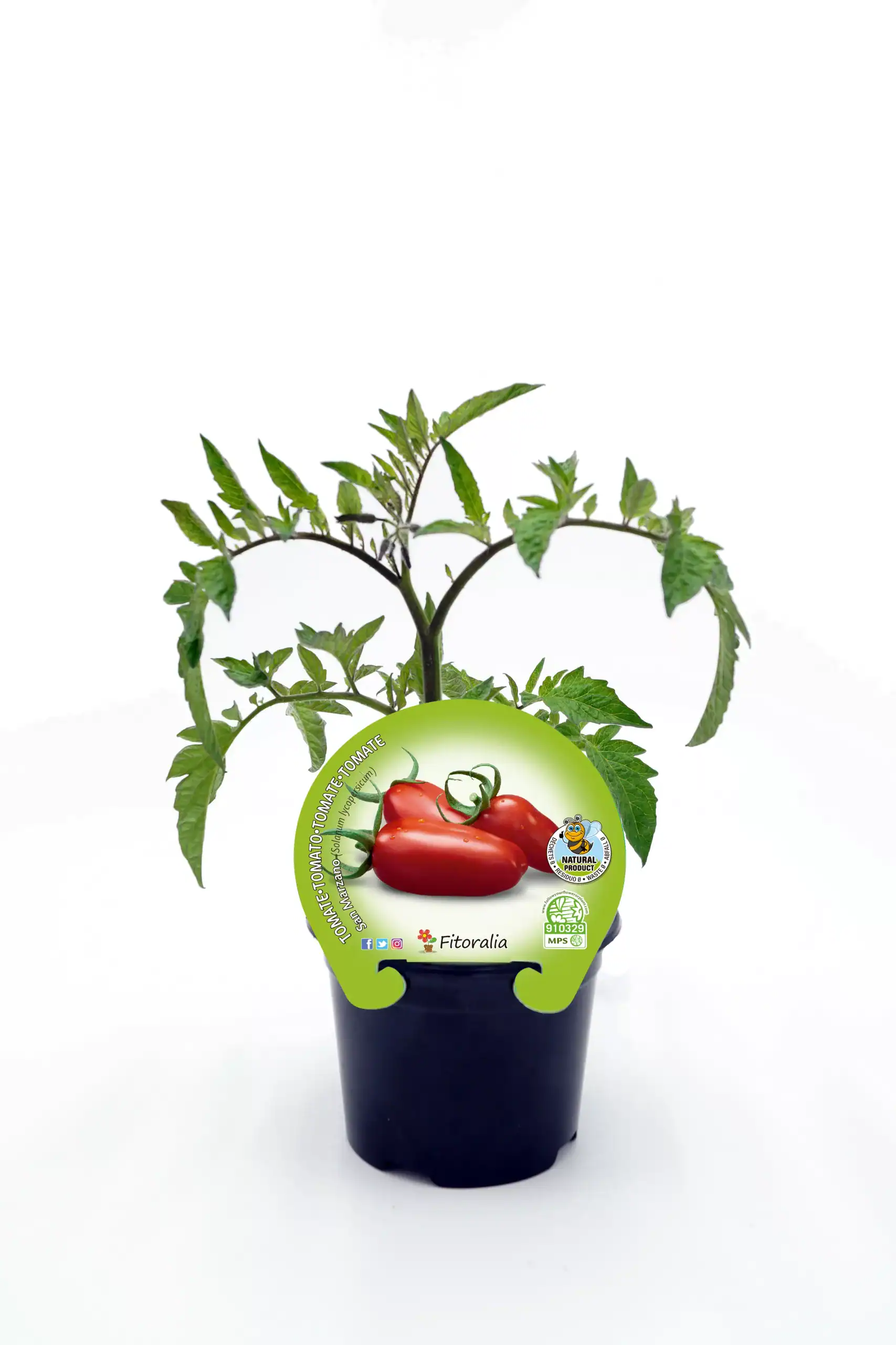 Tomate en maceta, cultivo de tomates ecológicos y orgánicos de alta calidad, ideal para huertos urbanos y caseros. Certificado eco, sin pesticidas ni químicos, promoviendo agricultura sostenible y saludable.