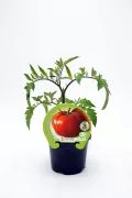 Tomate en maceta, cultivo ecológico, semillas de tomate Fitoralia, huerto orgánico, semillas ecológicas, jardinería sostenible, huerto urbano, cultivo de tomate ecológico, semillas de hortalizas orgánicas, agricultura ecológica, plantación de tomates.
