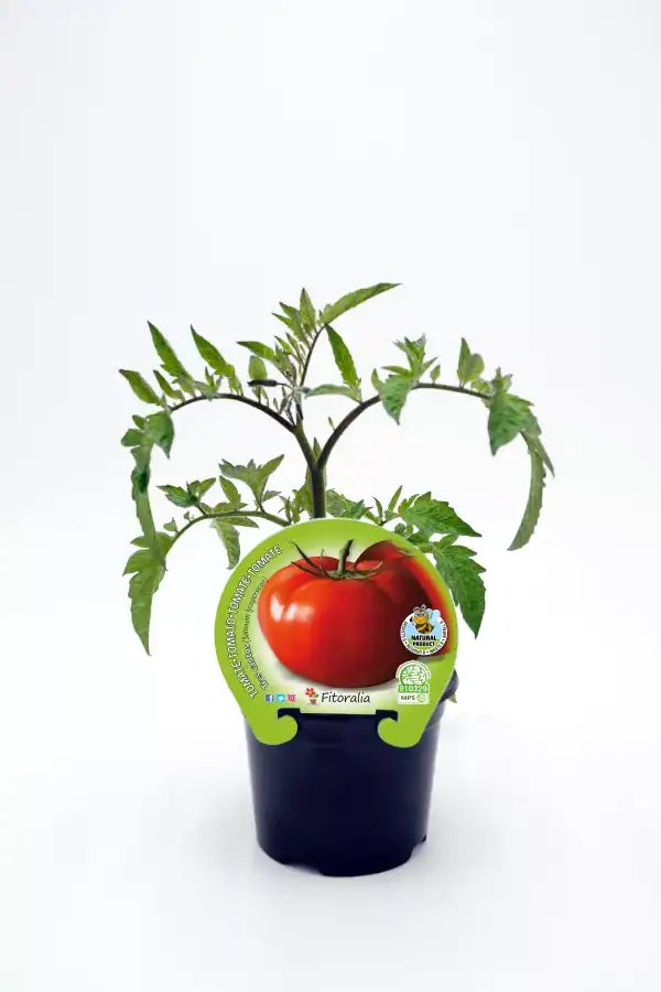 Tomate en maceta, cultivo ecológico, semillas de tomate Fitoralia, huerto orgánico, semillas ecológicas, jardinería sostenible, huerto urbano, cultivo de tomate ecológico, semillas de hortalizas orgánicas, agricultura ecológica, plantación de tomates.