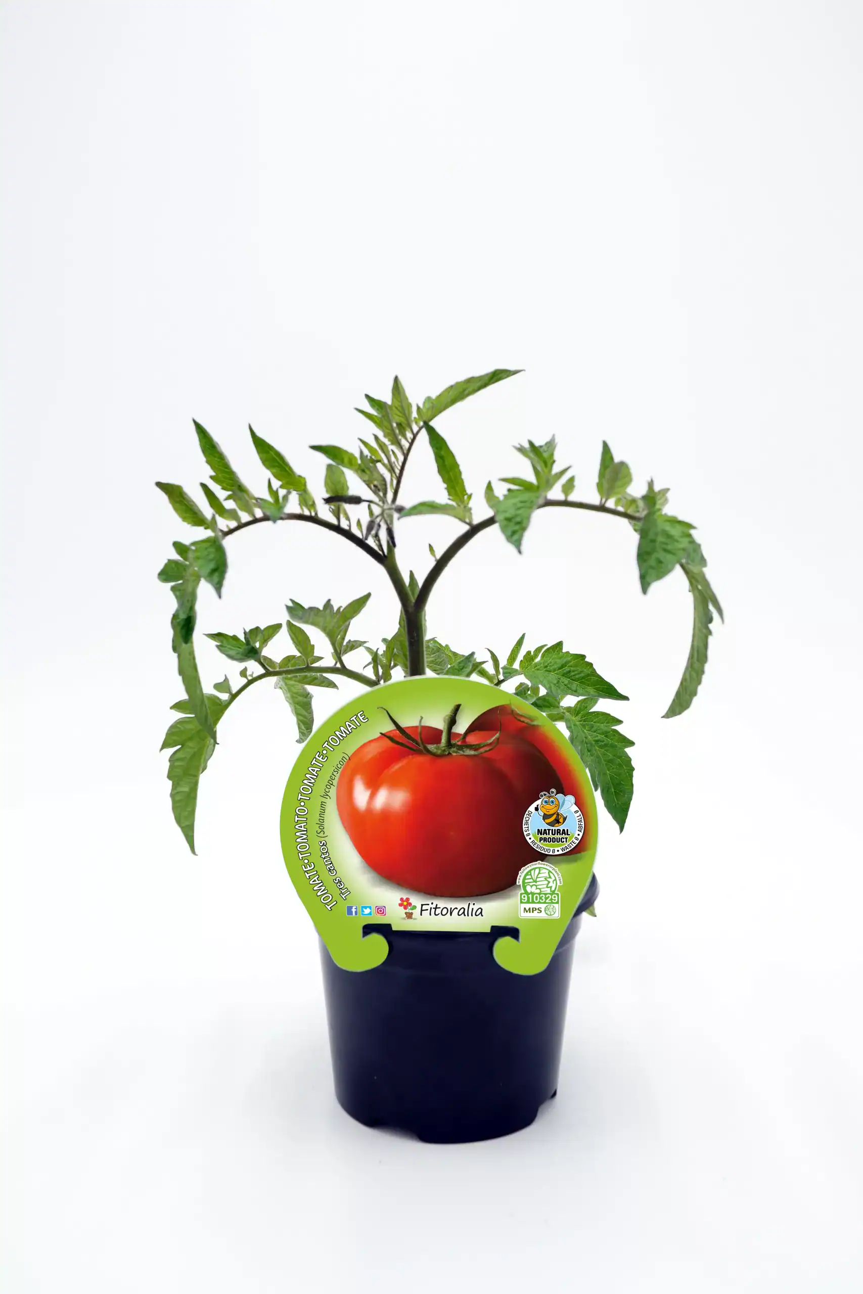 Tomate en maceta, cultivo ecológico, semillas de tomate Fitoralia, huerto orgánico, semillas ecológicas, jardinería sostenible, huerto urbano, cultivo de tomate ecológico, semillas de hortalizas orgánicas, agricultura ecológica, plantación de tomates.