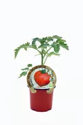 Tomatera híbrida en maceta, cultivo ecológico y orgánico, ideal para huertos urbanos y jardinería sostenible. Producto natural de calidad, promoviendo agricultura respetuosa con el medio ambiente.