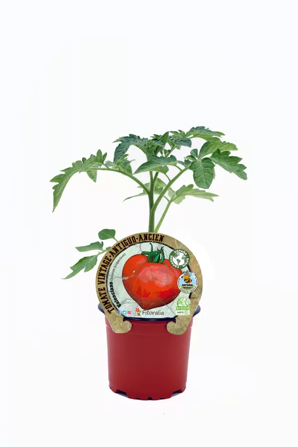 Tomatera híbrida en maceta, cultivo ecológico y orgánico, ideal para huertos urbanos y jardinería sostenible. Producto natural de calidad, promoviendo agricultura respetuosa con el medio ambiente.