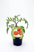 Tomate cherry orgánico en maceta, cultivo ecológico y saludable para huerto urbano, para cocina y ensaladas, promoviendo agricultura biodinámica en casa.
