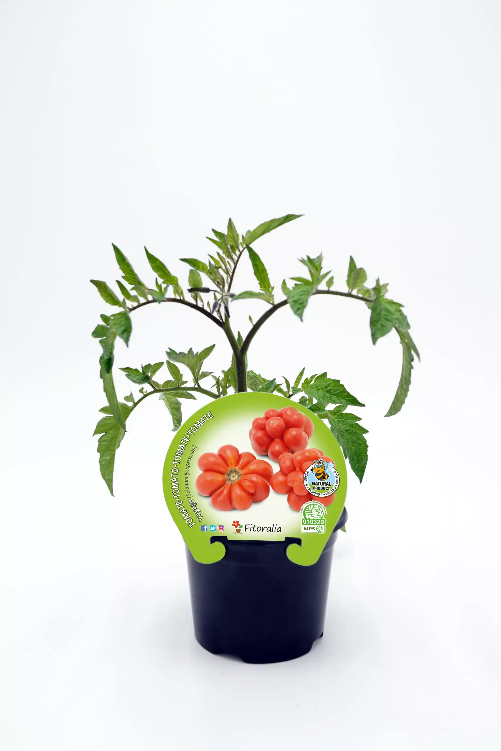 Tomate cherry orgánico en maceta, cultivo ecológico y saludable para huerto urbano, para cocina y ensaladas, promoviendo agricultura biodinámica en casa.