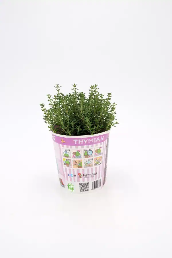 Hierba aromática tisana en maceta para huerto urbano, ideal para cultivo ecológico y aromático en casa. Perfecta para ensaladas, infusiones o plantas medicinales. Cultivo fácil y sustentable.