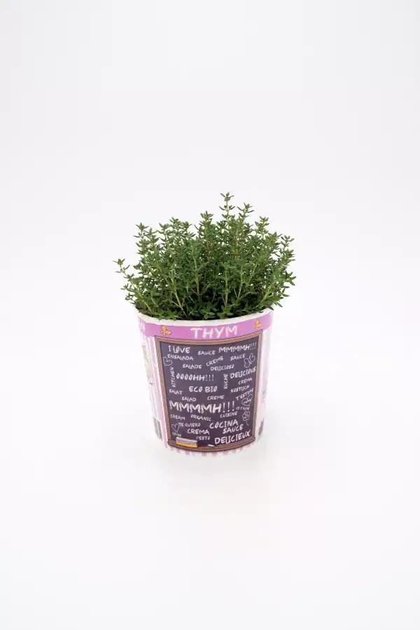 Maceta con planta de tomillo joven en fondo blanco, promoción ecológica y de cultivo natural para jardines y cocinas saludables. Plantas aromáticas y medicinales de fácil cuidado.