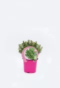 Hierba aromática en maceta rosa, ideal para huerto urbano y cocina saludable, cultivada en agricultura ecológica, promoción de jardines ecológicos y conservación del medio ambiente.