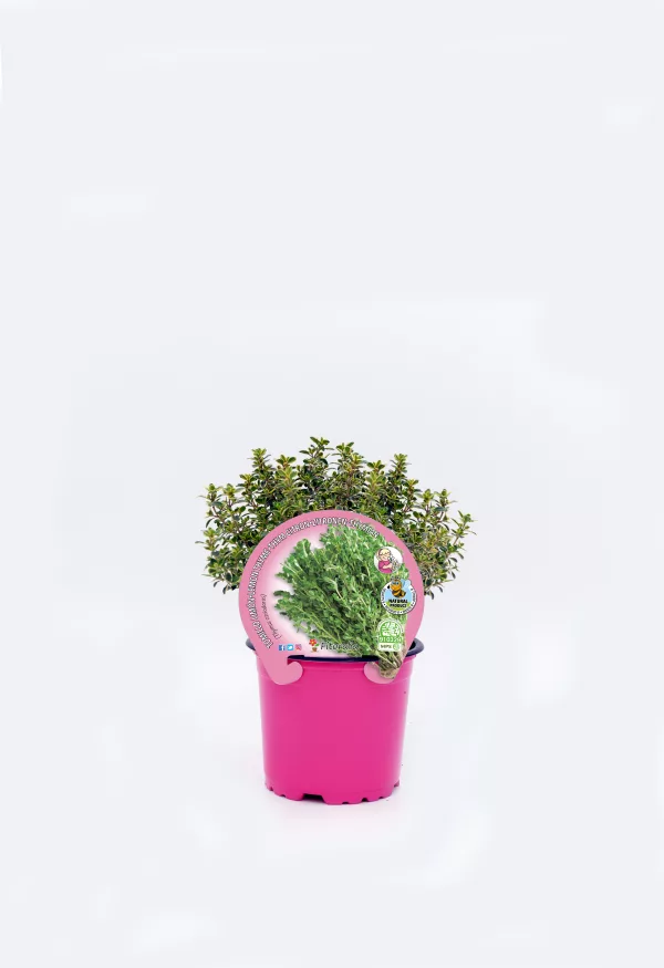 Hierba aromática en maceta rosa, ideal para huerto urbano y cocina saludable, cultivada en agricultura ecológica, promoción de jardines ecológicos y conservación del medio ambiente.