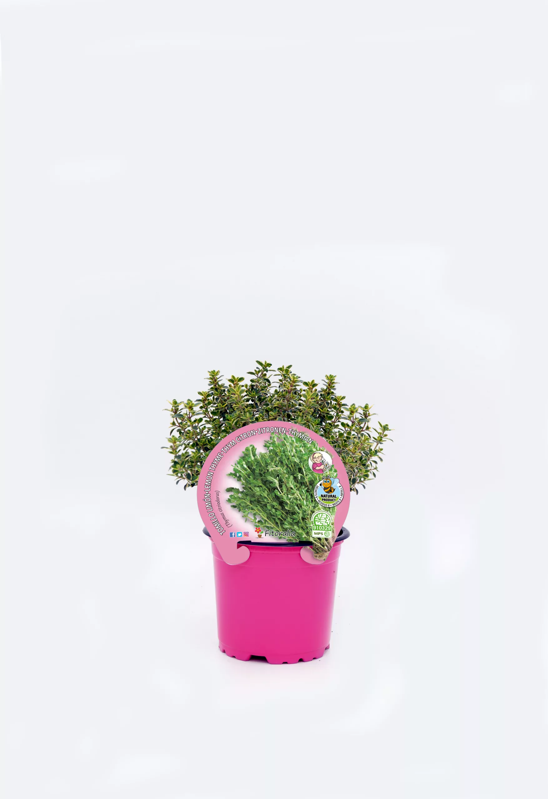 Hierba aromática en maceta rosa, ideal para huerto urbano y cocina saludable, cultivada en agricultura ecológica, promoción de jardines ecológicos y conservación del medio ambiente.