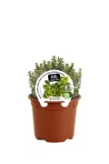 Hierba aromática en maceta con etiqueta de lavanda, plantas de lavanda en interior o exterior para aromaterapia, decoración y usos culinarios, cultiva tu propio lavanda en casa.