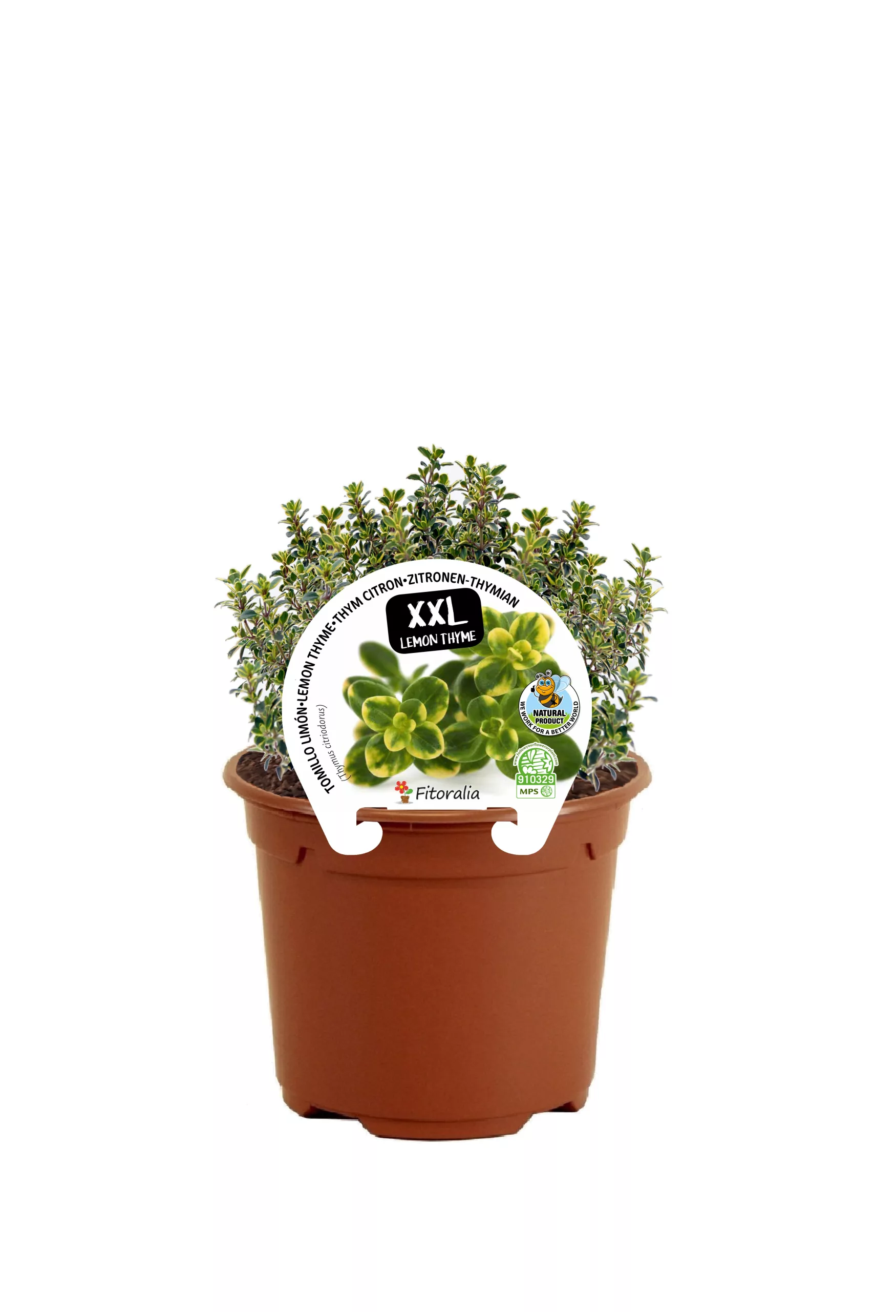 Hierba aromática en maceta con etiqueta de lavanda, plantas de lavanda en interior o exterior para aromaterapia, decoración y usos culinarios, cultiva tu propio lavanda en casa.