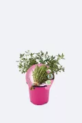 Hierba aromática en maceta, ideal para huerto urbano ecológico, cultivo orgánico, y aromaterapia, con certificado de producto natural y sustentabilidade.