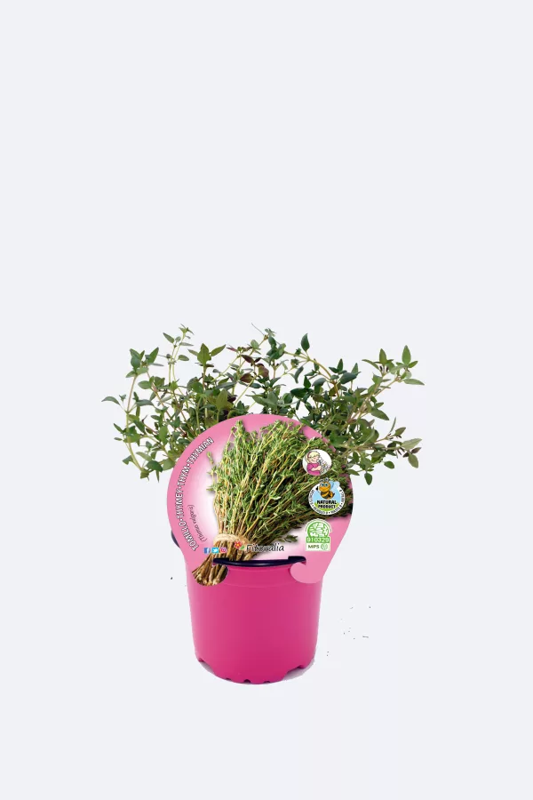Hierba aromática en maceta, ideal para huerto urbano ecológico, cultivo orgánico, y aromaterapia, con certificado de producto natural y sustentabilidade.