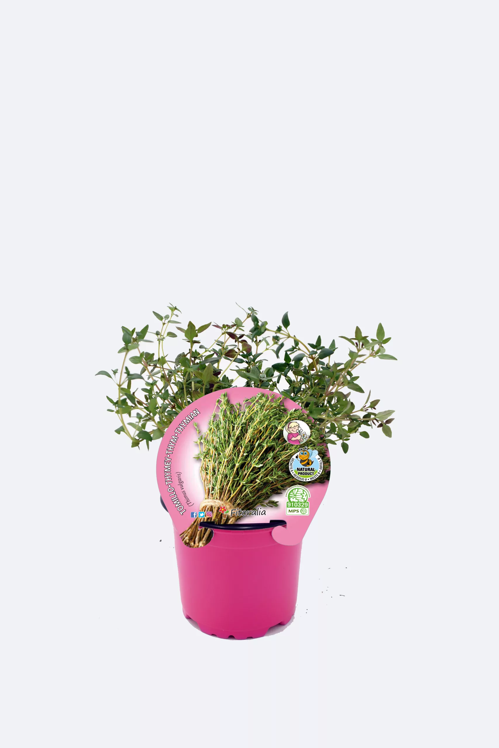 Hierba aromática en maceta, ideal para huerto urbano ecológico, cultivo orgánico, y aromaterapia, con certificado de producto natural y sustentabilidade.