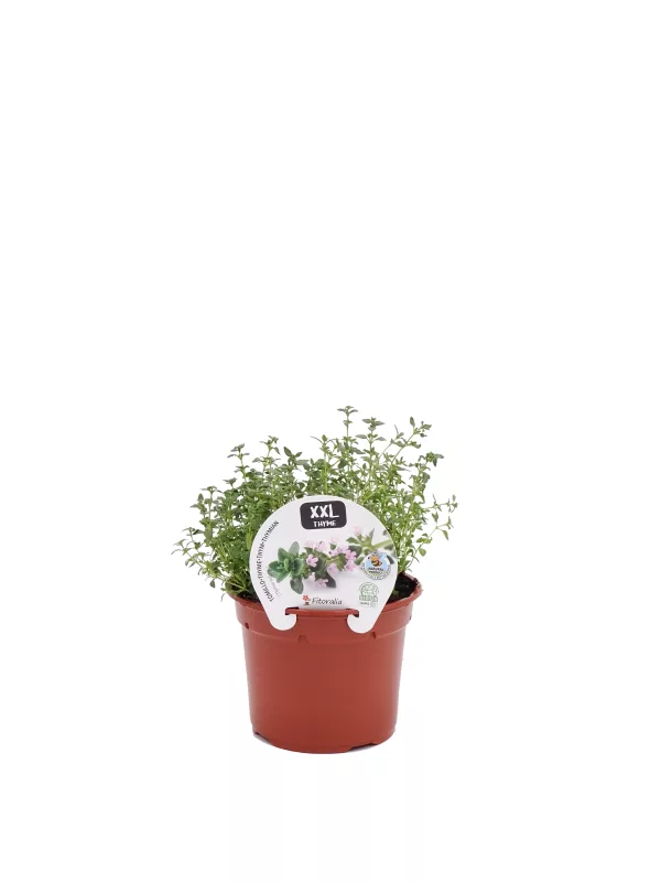 Hierba de tomillo en maceta, planta aromática y medicinal, cultivo ecológico, ideal para huertos orgánicos y cocina saludable, variedad XXL.
