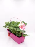 Fresas de huerto en maceta rosa, cultivo ecológico y saludable, ideal para jardinería urbana y alimentación orgánica, con etiqueta de semillas de strawberry.