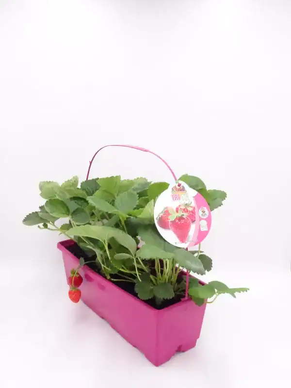 Fresas de huerto en maceta rosa, cultivo ecológico y saludable, ideal para jardinería urbana y alimentación orgánica, con etiqueta de semillas de strawberry.
