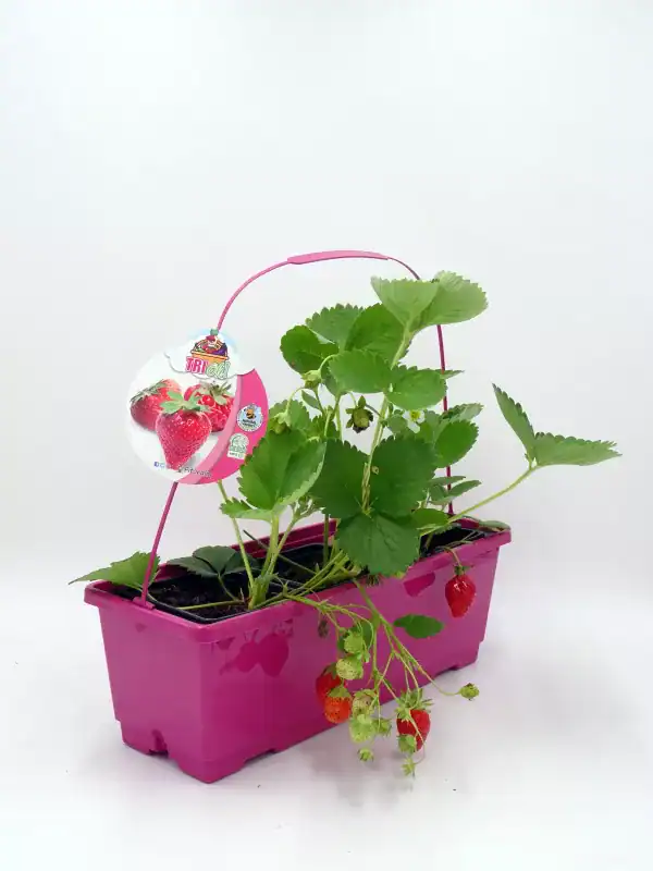 Fresa ecológica en maceta rosa, cultivo orgánico y natural, ideal para huertos urbanos y jardinería sostenible, con frutos maduros y en desarrollo.