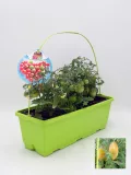 Tomates en pequeño invernadero casero de huerto urbano, cultivo en maceta con riego eficiente y fertilización natural en huerto.bio, ideal para huertos domésticos ecológicos y sostenibles.