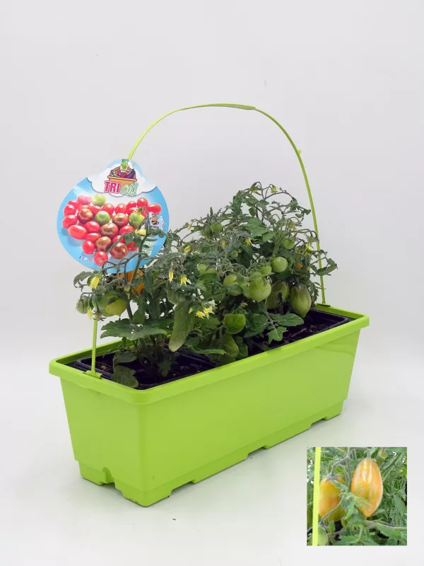 Tomates en pequeño invernadero casero de huerto urbano, cultivo en maceta con riego eficiente y fertilización natural en huerto.bio, ideal para huertos domésticos ecológicos y sostenibles.