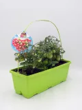 Tomates cherry orgánicos en maceta verde para huerto casero, cultivo ecológico y sostenible, ideal para jardines urbanos y espacios pequeños, promoción de agricultura saludable y natural.
