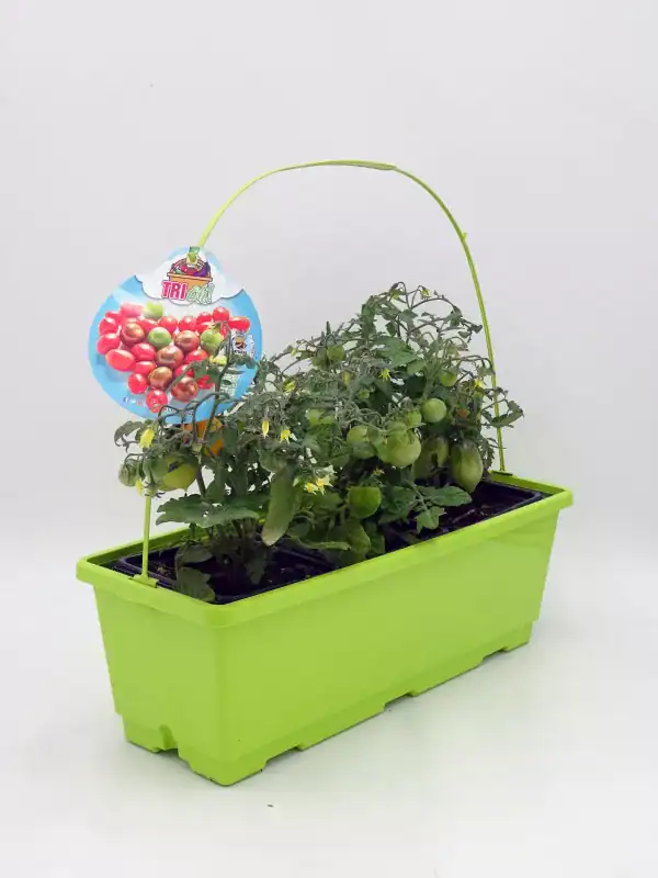 Tomates cherry orgánicos en maceta verde para huerto casero, cultivo ecológico y sostenible, ideal para jardines urbanos y espacios pequeños, promoción de agricultura saludable y natural.