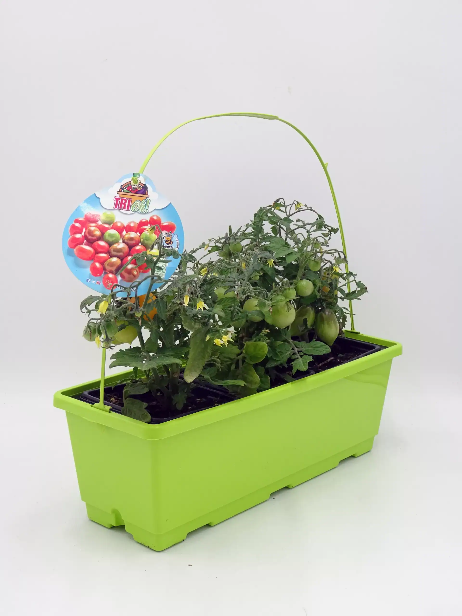 Tomates cherry orgánicos en maceta verde para huerto casero, cultivo ecológico y sostenible, ideal para jardines urbanos y espacios pequeños, promoción de agricultura saludable y natural.