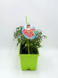 Tomatera en maceta con tomates verdes y en crecimiento, ideal para agricultura ecológica y cultivo en casa, en un recipiente creativo y colorido en color verde brillante.
