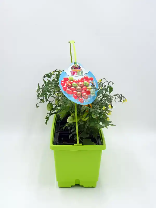 Tomatera en maceta con tomates verdes y en crecimiento, ideal para agricultura ecológica y cultivo en casa, en un recipiente creativo y colorido en color verde brillante.