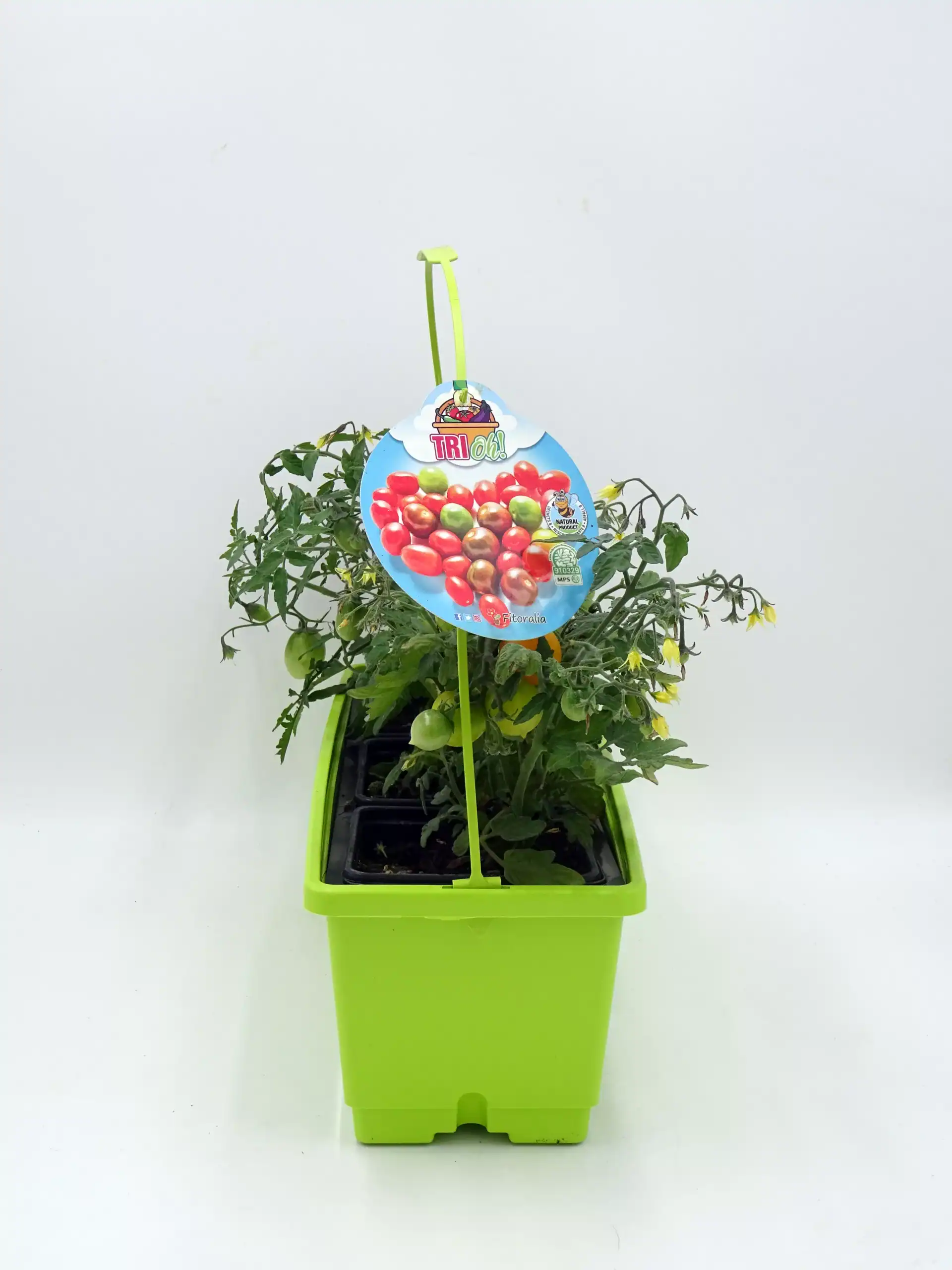 Tomatera en maceta con tomates verdes y en crecimiento, ideal para agricultura ecológica y cultivo en casa, en un recipiente creativo y colorido en color verde brillante.