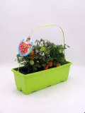 Tomatera en maceta con tomates verdes y rojos, cultivada en un huerto urbano, ideal para agricultura ecológica y agricultura urbana, promoviendo un estilo de vida saludable y sostenible.
