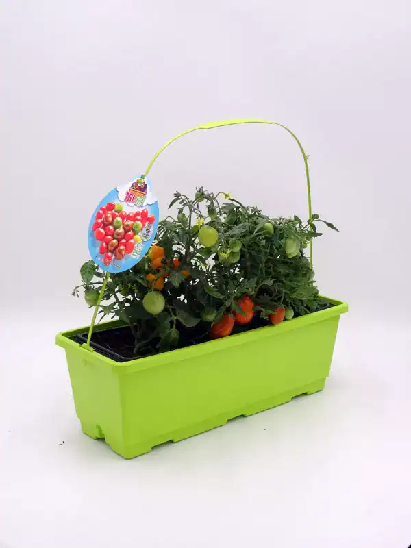 Tomatera en maceta con tomates verdes y rojos, cultivada en un huerto urbano, ideal para agricultura ecológica y agricultura urbana, promoviendo un estilo de vida saludable y sostenible.