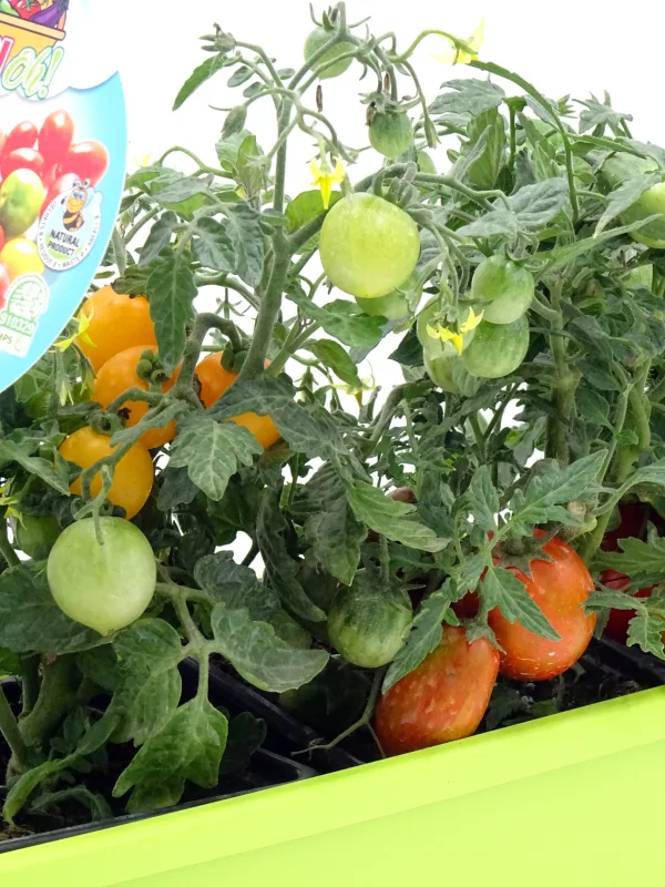 Tomates ecológicos en diferentes etapas de maduración, cultivados en huerto bio, con hojas verdes y flores amarillas, promoviendo agricultura orgánica y saludable.