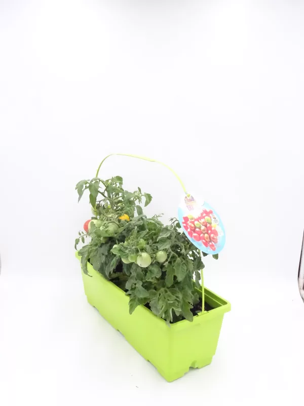 Tomates cherry en maceta con niveles de cultivo ecológico y sostenible en huerto.bio, promoviendo la agricultura orgánica y saludable.