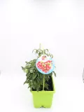Tomatera ecológica en maceta, cultivo orgánico de hortalizas, huerto urbano, agricultura sostenible, imagen de productos bio.