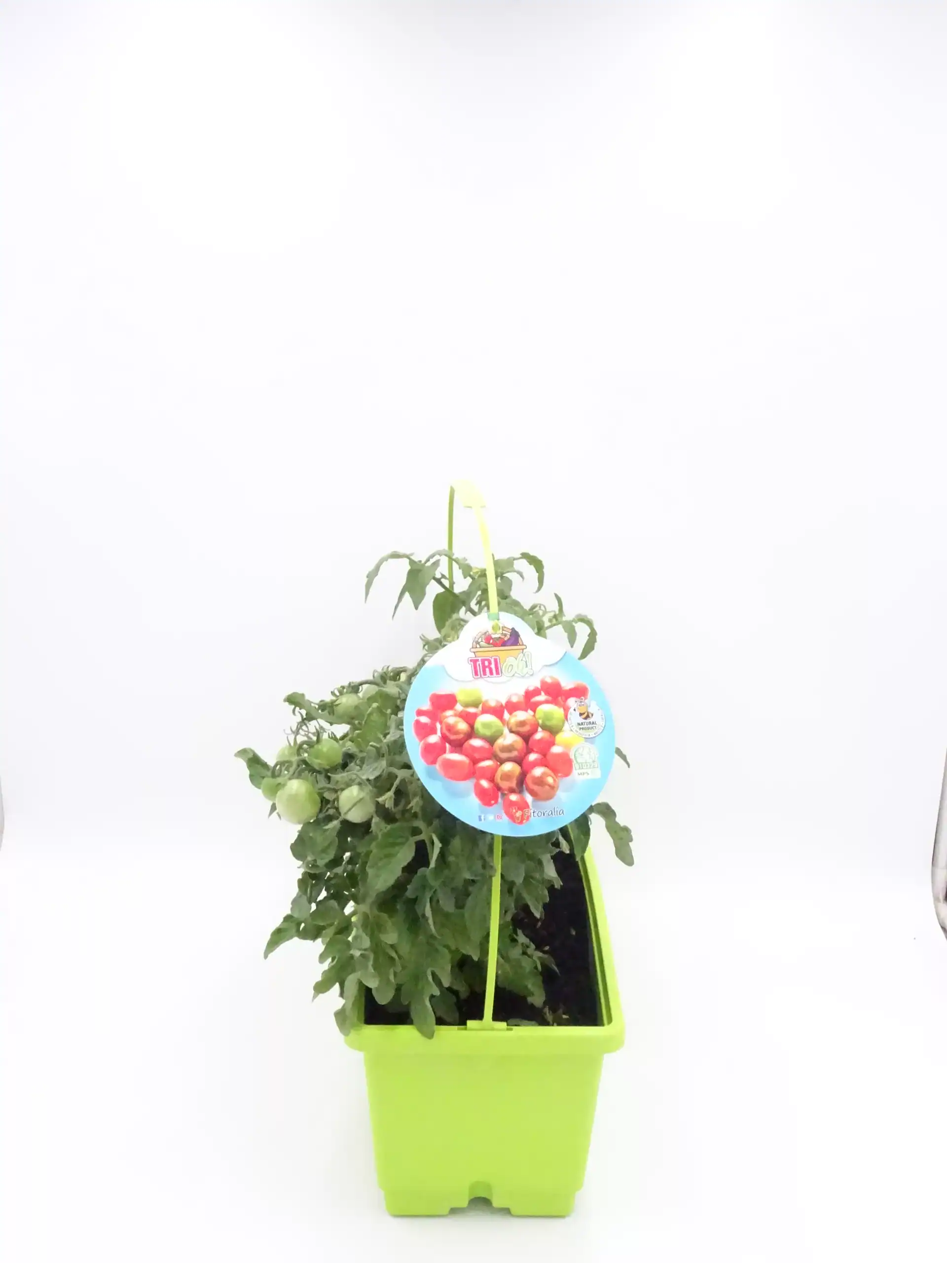 Tomatera ecológica en maceta, cultivo orgánico de hortalizas, huerto urbano, agricultura sostenible, imagen de productos bio.