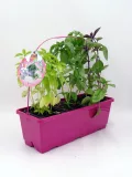Hierbas aromáticas en maceta rosa, incluyendo albahaca y menta, ideales para cultivos ecológicos y jardinería orgánica. Calidad y frescura en huerto urbano y huerto ecológico en casa.