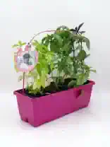 Hierbas aromáticas en maceta rosa, incluyendo albahaca y menta, ideales para cultivos ecológicos y jardinería orgánica. Calidad y frescura en huerto urbano y huerto ecológico en casa.