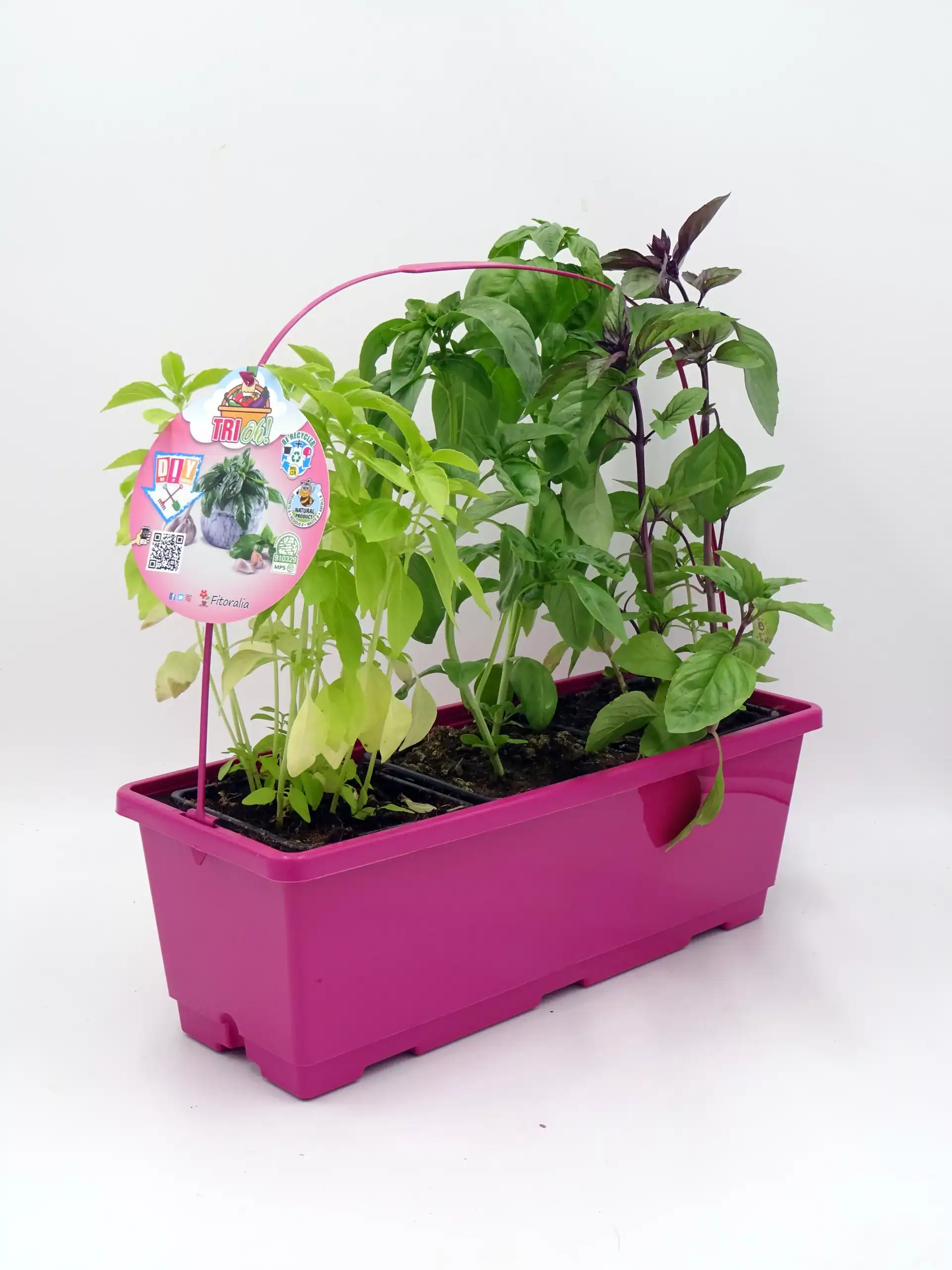 Hierbas aromáticas en maceta rosa, incluyendo albahaca y menta, ideales para cultivos ecológicos y jardinería orgánica. Calidad y frescura en huerto urbano y huerto ecológico en casa.