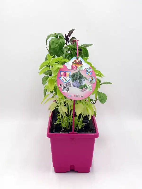 Hierba aromática en maceta de color rosa con etiquetas de plantas de tomate y albahaca. Ideal para cultivo en casa, ecológico y orgánico, promoviendo la agricultura sostenible y la jardinería urbana.