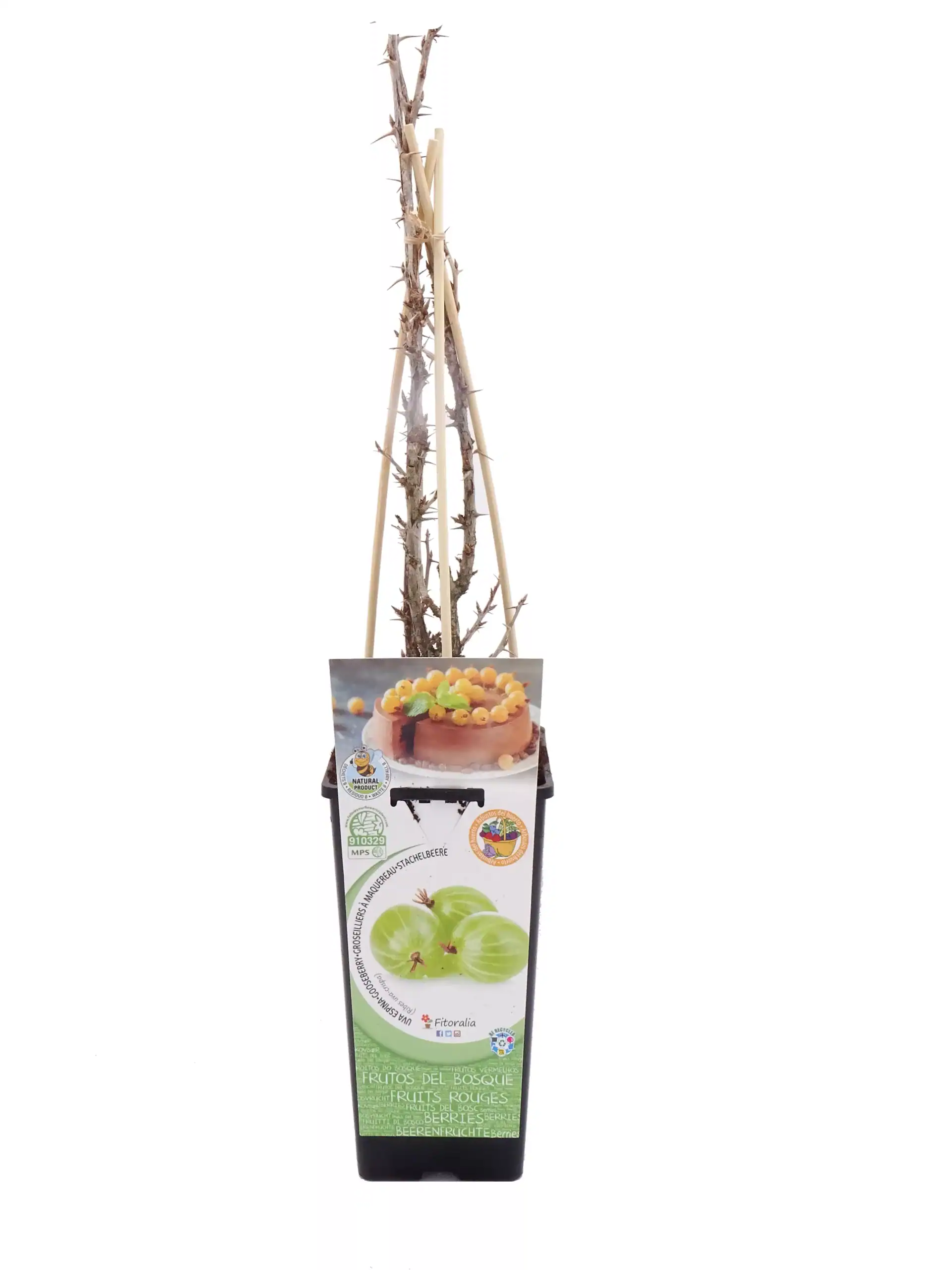 Alt: Árbol frutal en maceta para cultivo ecológico de frutos del bosque, listo para plantar y cuidar en jardinería orgánica.