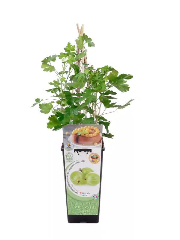 Alechiga de grosella en maceta, con hojas verdes y soporte de cañas, cultivada en un entorno controlado para frutas orgánicas en huerto.bio.