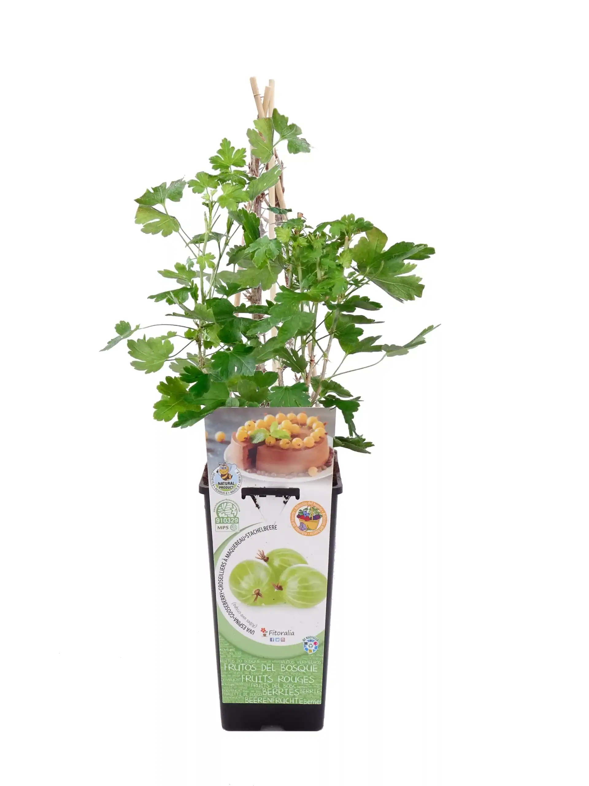 Alechiga de grosella en maceta, con hojas verdes y soporte de cañas, cultivada en un entorno controlado para frutas orgánicas en huerto.bio.