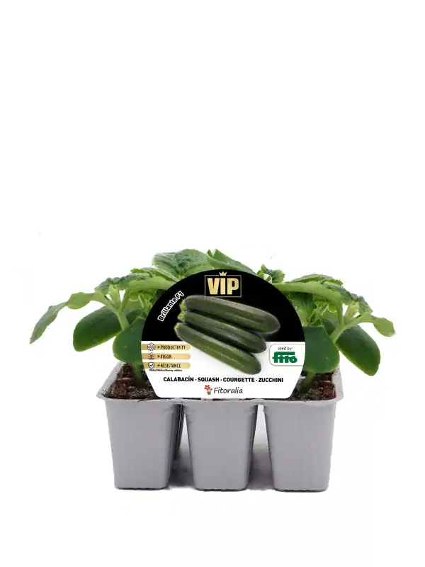 Zanahorias ecológicas en maceta y cultivo urbano, cultivadas con métodos sostenibles y naturales en Huerto.Bio. Ideal para huertos urbanos y jardinería ecológica.