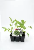 Follaje de brócoli ecológico en maceta para cultivo orgánico en huerto urbano sostenible.